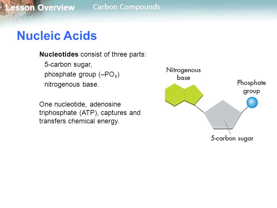 Nucleic Acids Nucleotides consist of three parts: 5-carbon sugar,