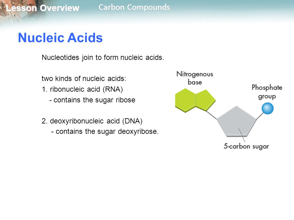 Nucleic Acids Nucleotides join to form nucleic acids.