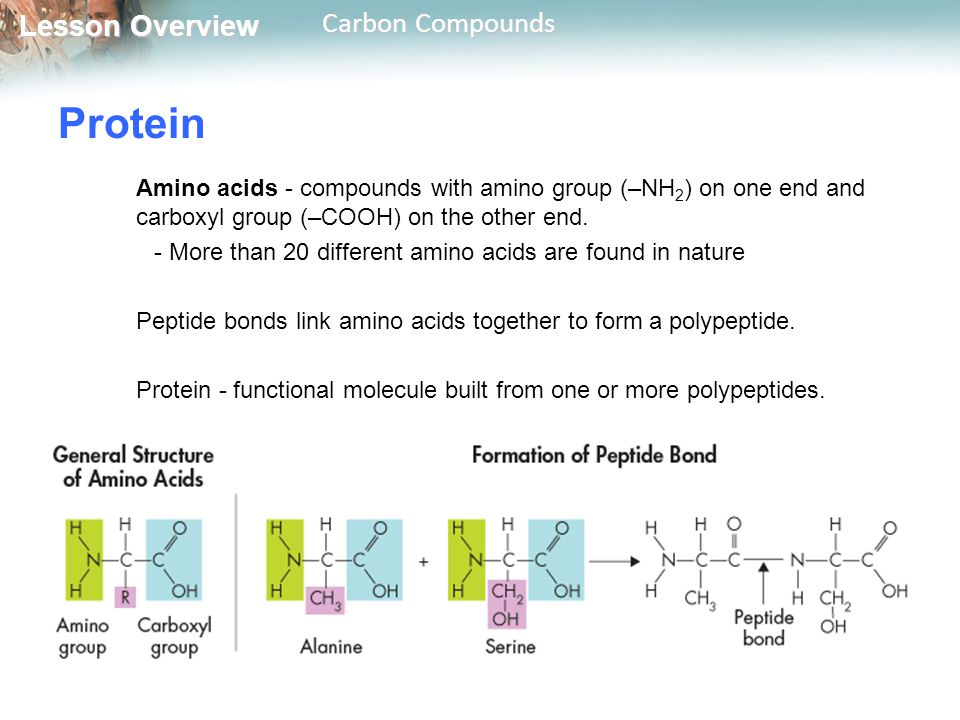 Protein Amino acids - compounds with amino group (–NH2) on one end and carboxyl group (–COOH) on the other end.