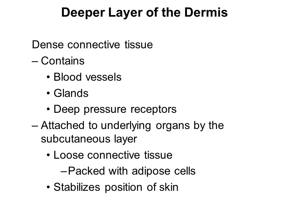 Deeper Layer of the Dermis
