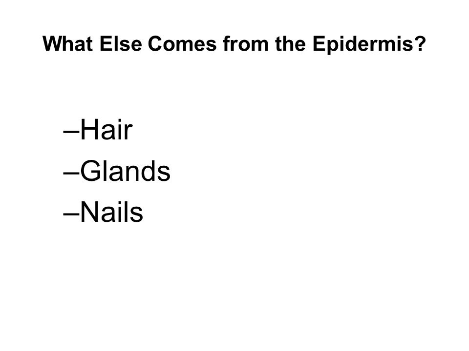 What Else Comes from the Epidermis