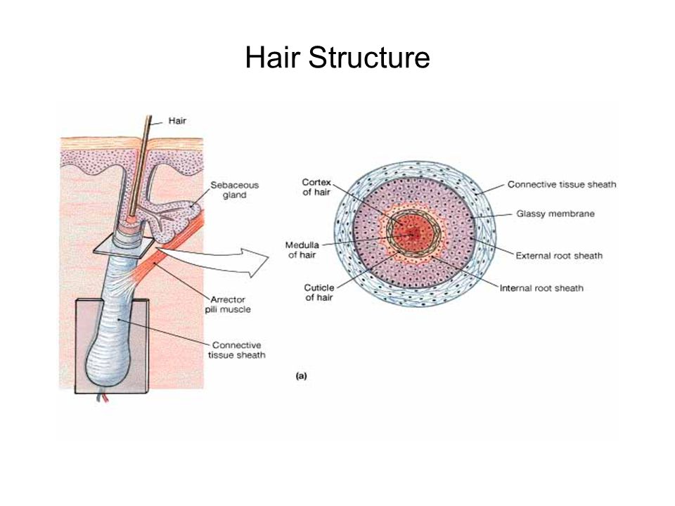 Hair Structure FG04_10A.JPG Title: Hair Follicles