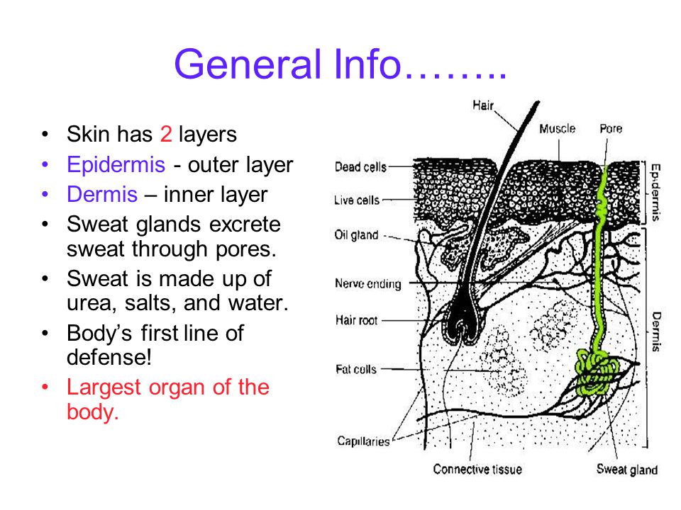 General Info…….. Skin has 2 layers Epidermis - outer layer