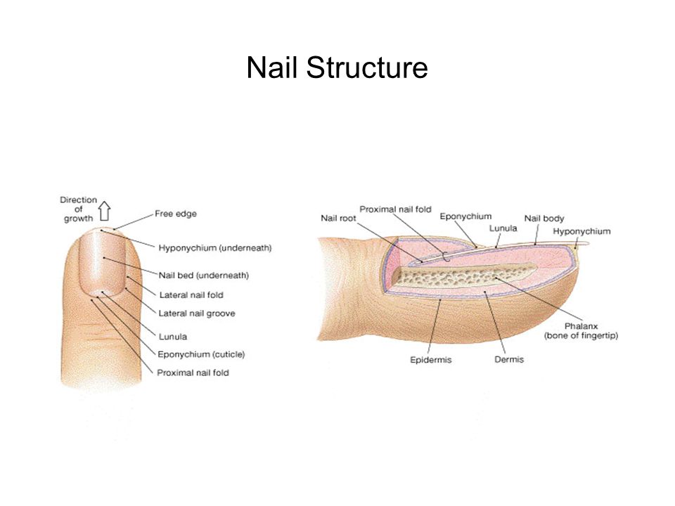 Nail Structure FG04_15.JPG Title: Structure of a Nail