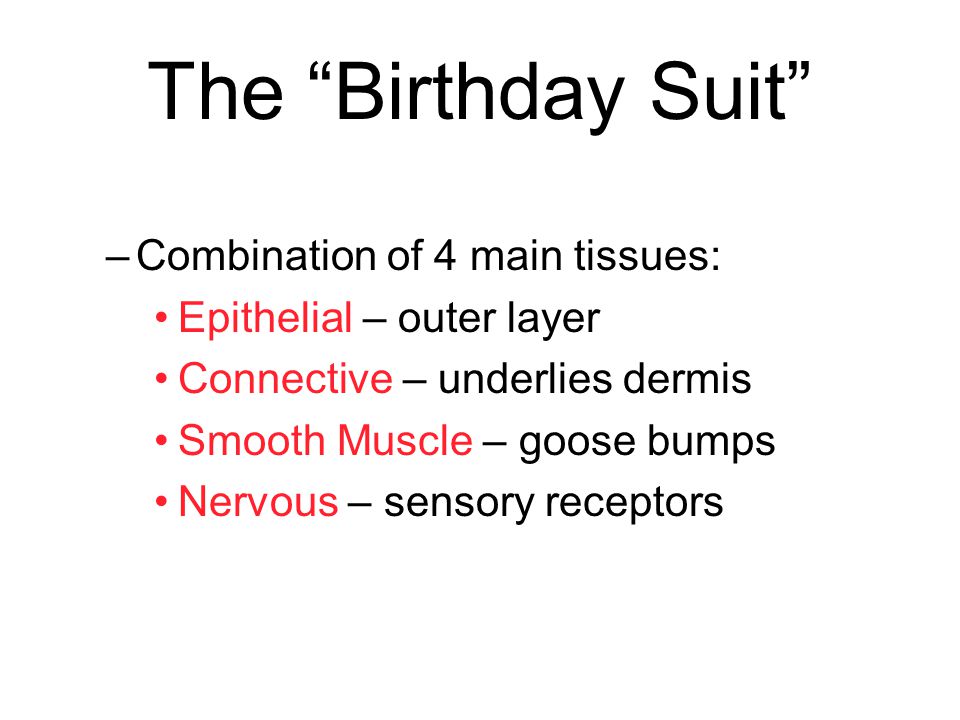 The Birthday Suit Combination of 4 main tissues: