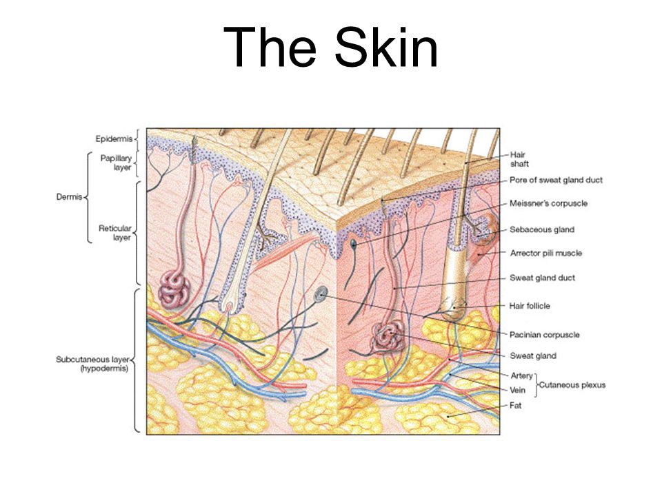 The Skin FG04_02.JPG Title: Components of the Integumentary System