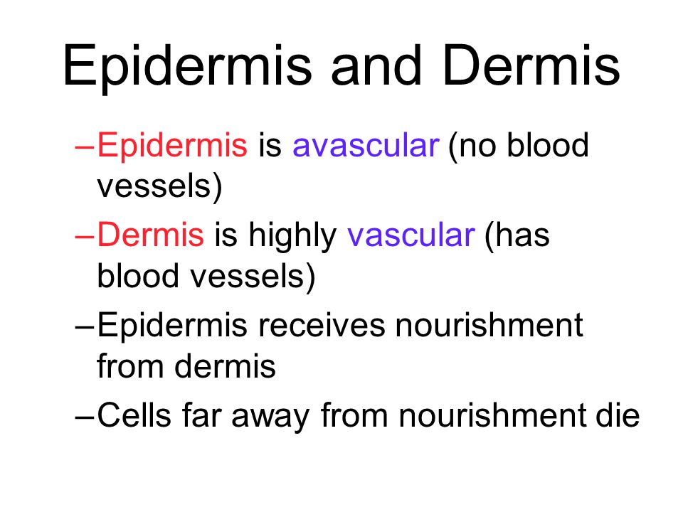 Epidermis and Dermis Epidermis is avascular (no blood vessels)