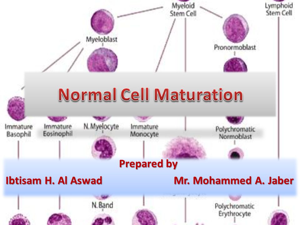 White Blood Cell Maturation Chart