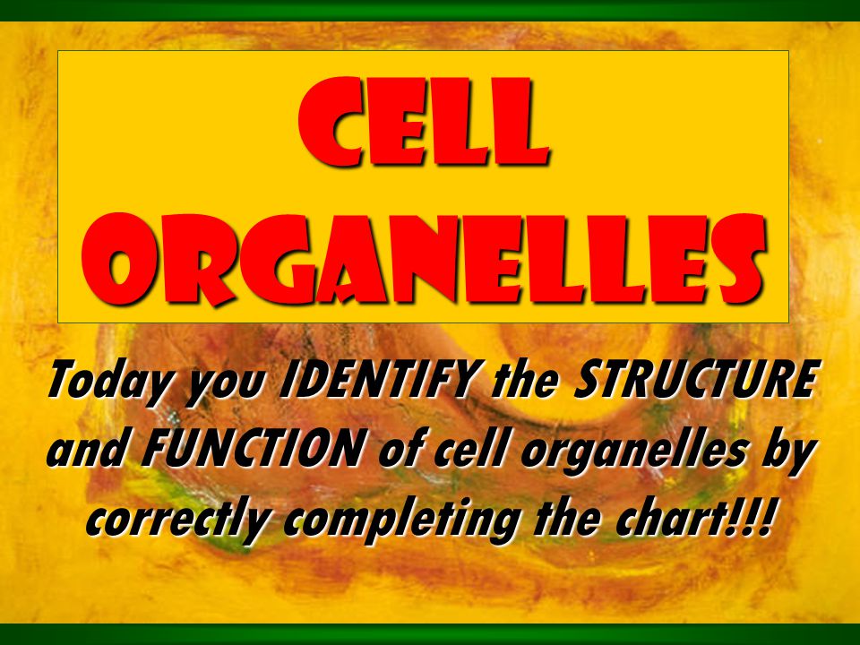 Cell Organelles And Functions Chart With Pictures