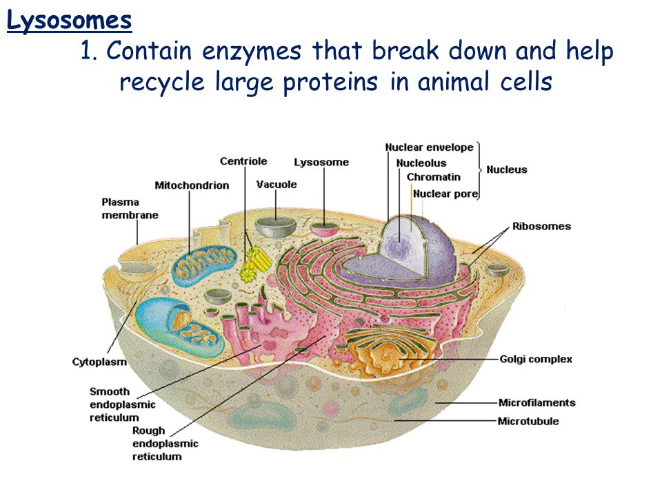 Lysosomes Lysosomes 1. Contain enzymes that break down and help