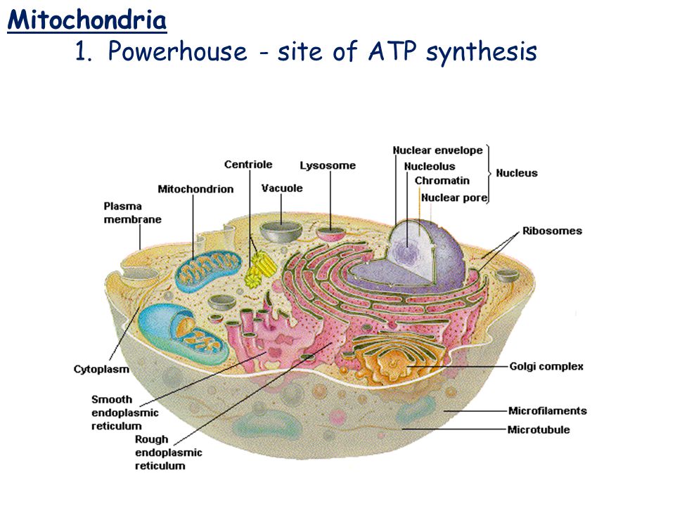 Mitochondria 1. Powerhouse ‑ site of ATP synthesis Mitochondria