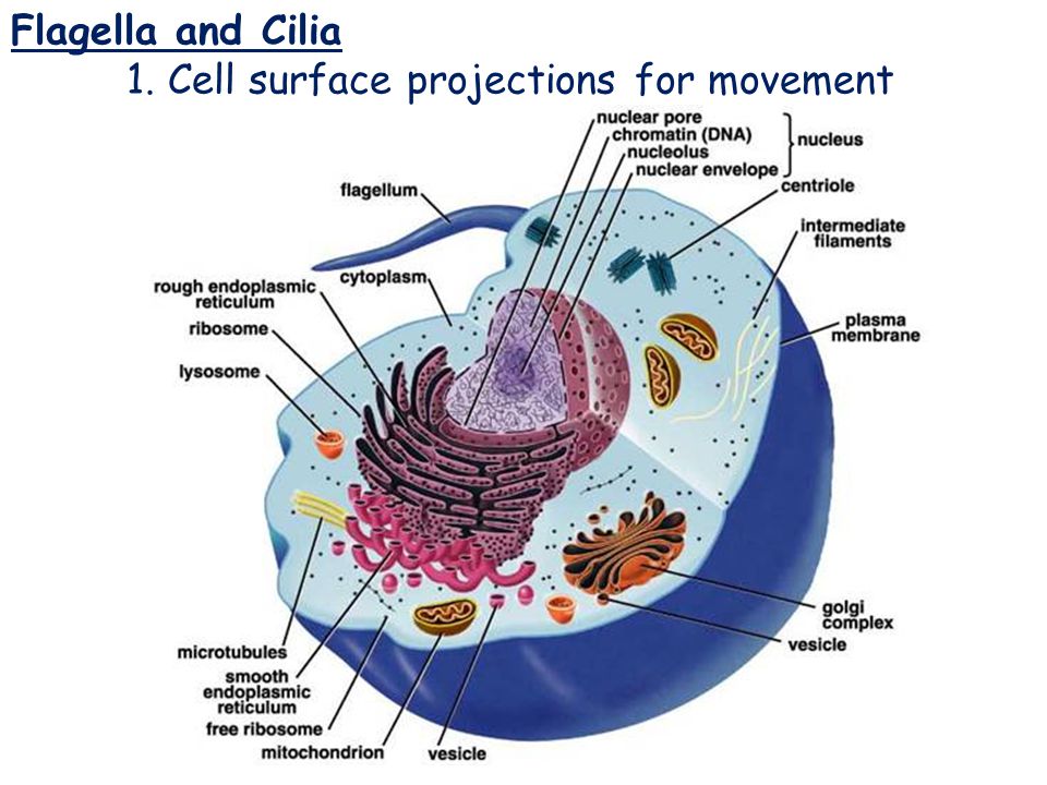 Flagella and Cilia Flagella and Cilia