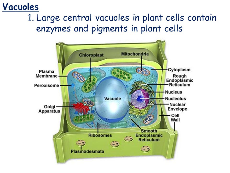 Vacuoles 1. Large central vacuoles in plant cells contain enzymes and pigments in plant cells.
