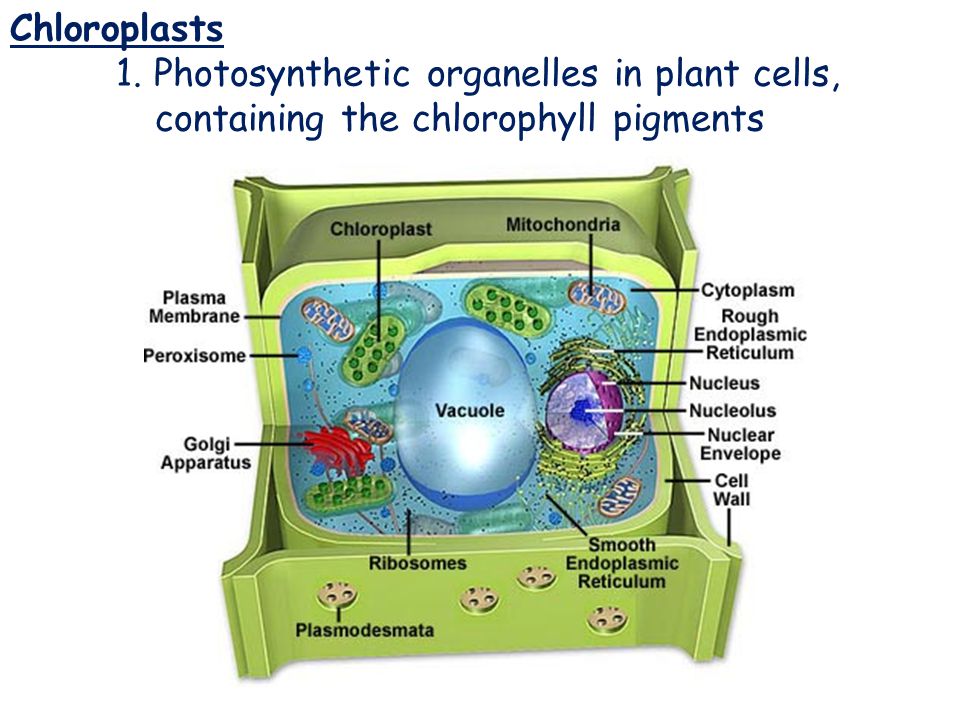 Chloroplasts Chloroplasts 1. Photosynthetic organelles in plant cells,