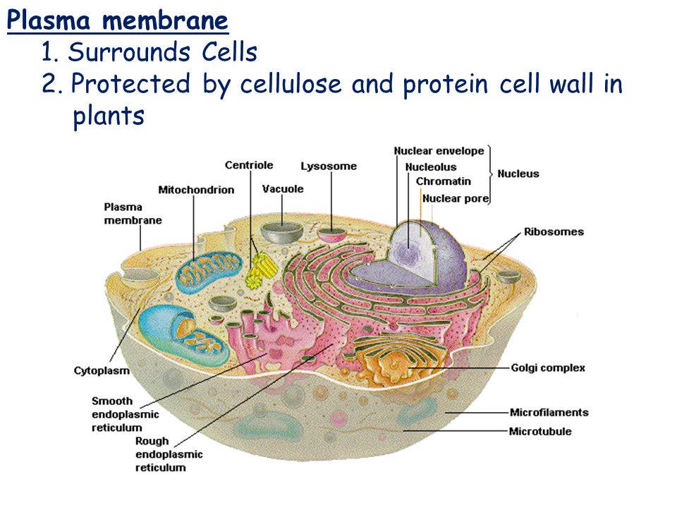 Plasma Membrane Plasma membrane 1. Surrounds Cells