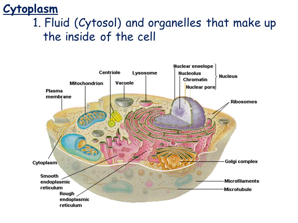 Cytoplasm Cytoplasm 1. Fluid (Cytosol) and organelles that make up