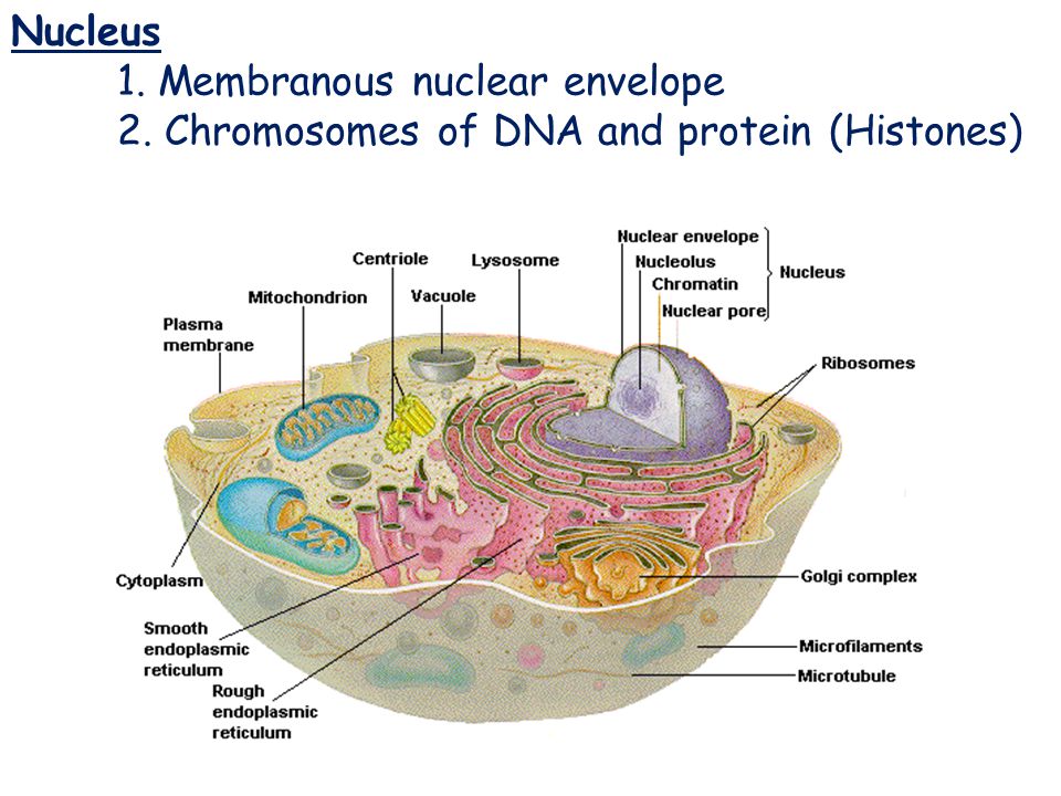 Nucleus Nucleus 1. Membranous nuclear envelope