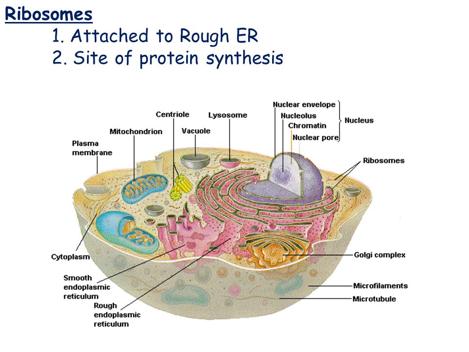 Ribosomes Ribosomes 1. Attached to Rough ER