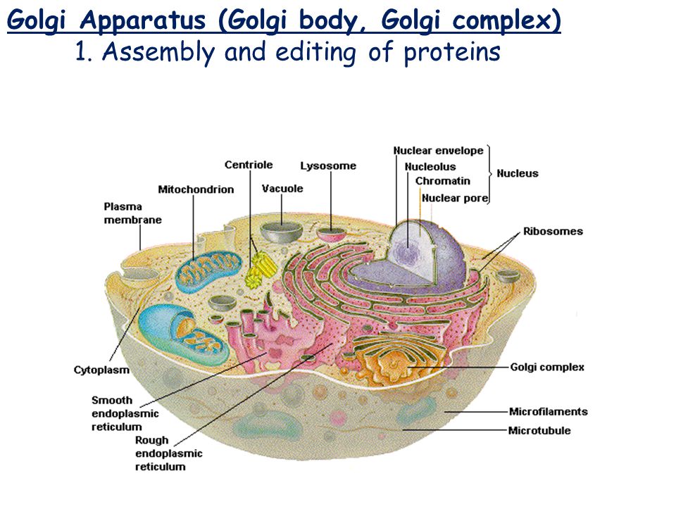 Golgi Apparatus Golgi Apparatus (Golgi body, Golgi complex)