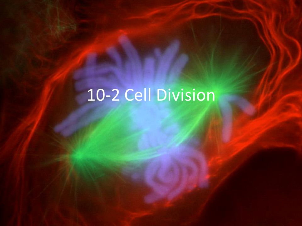 10-2 Cell Division