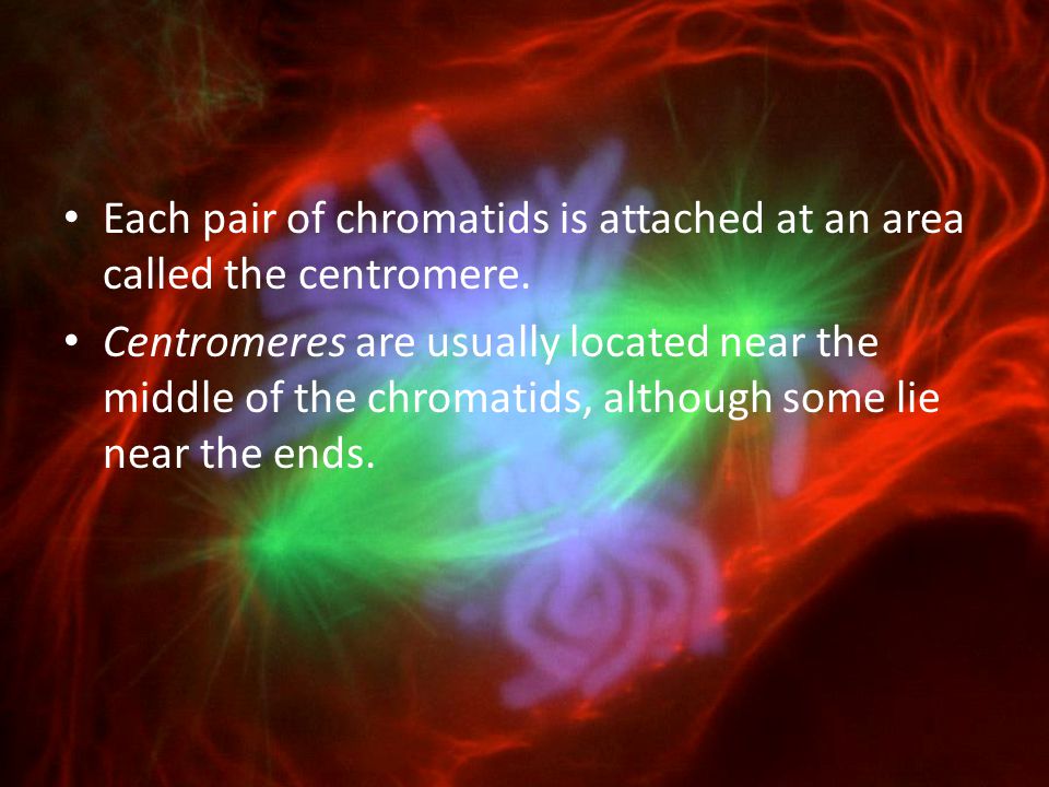 Each pair of chromatids is attached at an area called the centromere.
