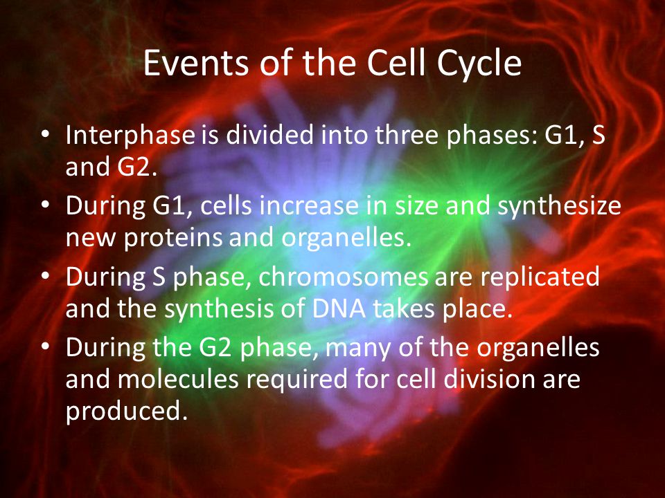 Events of the Cell Cycle