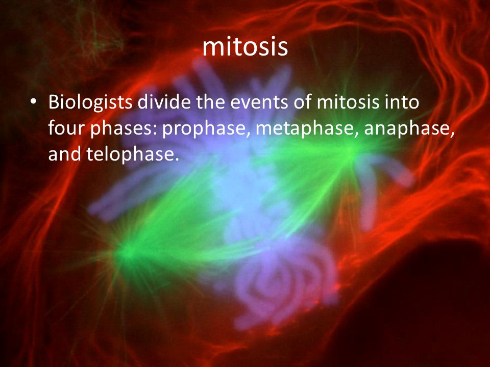 mitosis Biologists divide the events of mitosis into four phases: prophase, metaphase, anaphase, and telophase.