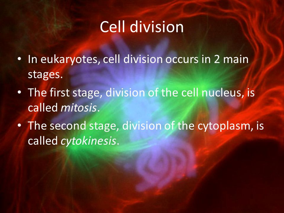 Cell division In eukaryotes, cell division occurs in 2 main stages.