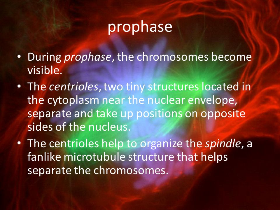 prophase During prophase, the chromosomes become visible.