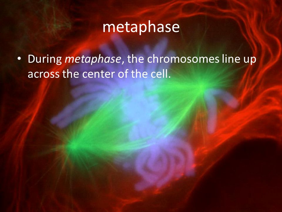 metaphase During metaphase, the chromosomes line up across the center of the cell.
