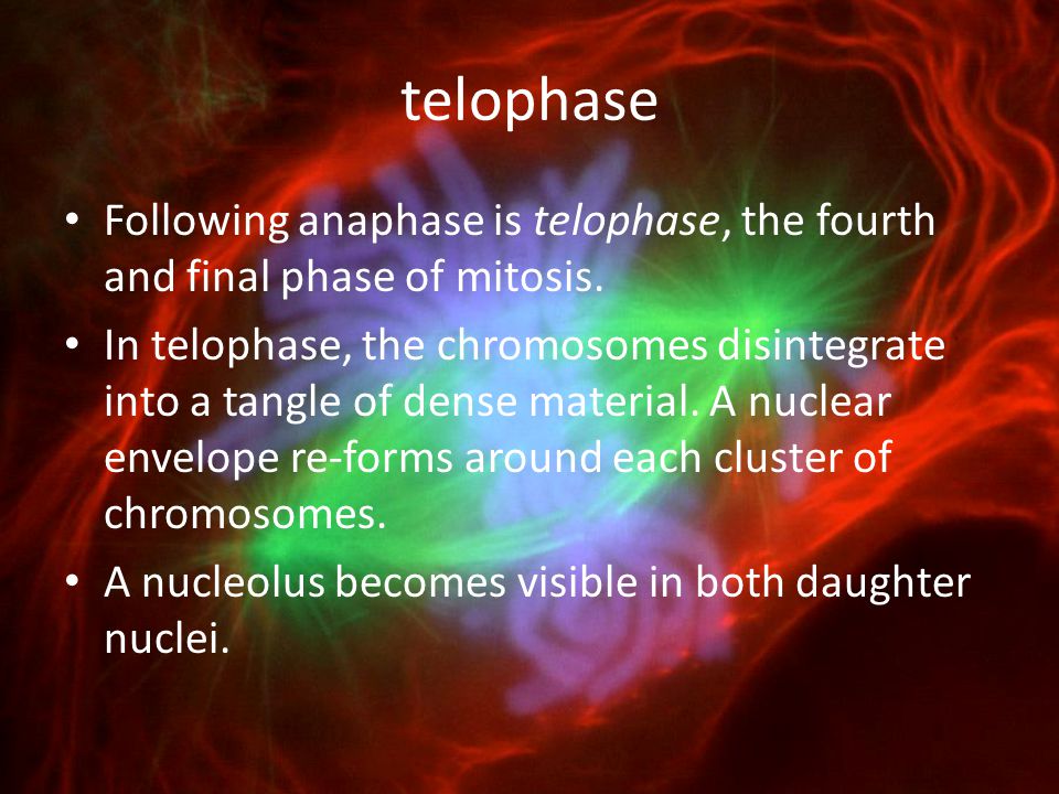 telophase Following anaphase is telophase, the fourth and final phase of mitosis.