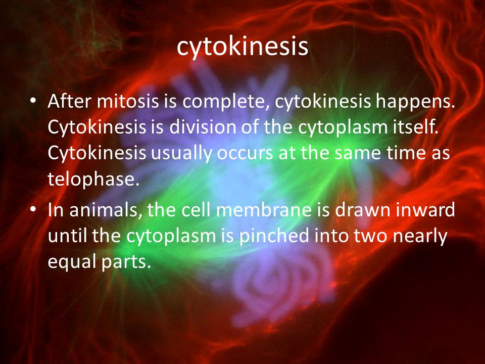 cytokinesis
