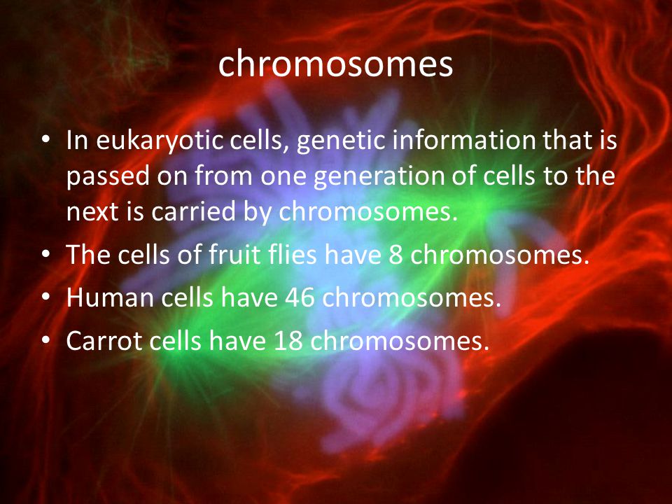 chromosomes In eukaryotic cells, genetic information that is passed on from one generation of cells to the next is carried by chromosomes.