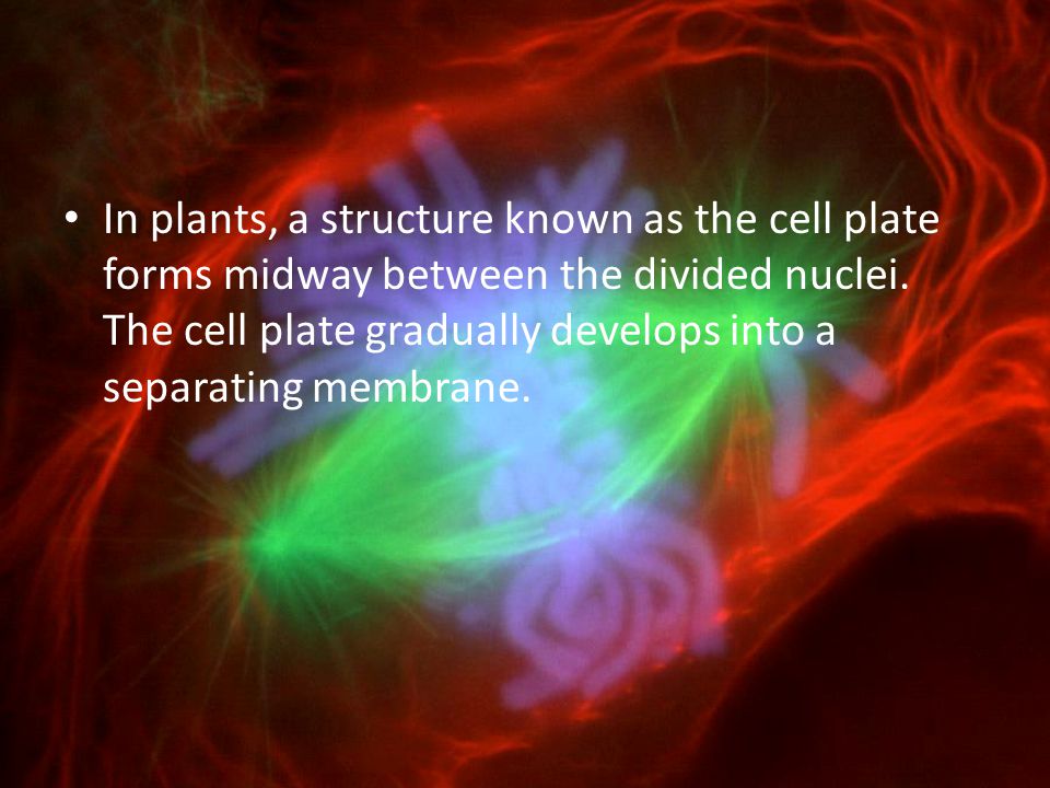 In plants, a structure known as the cell plate forms midway between the divided nuclei.
