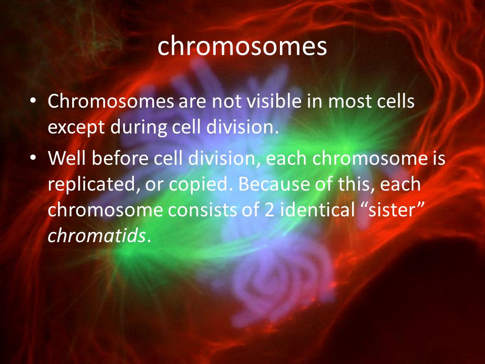 chromosomes Chromosomes are not visible in most cells except during cell division.