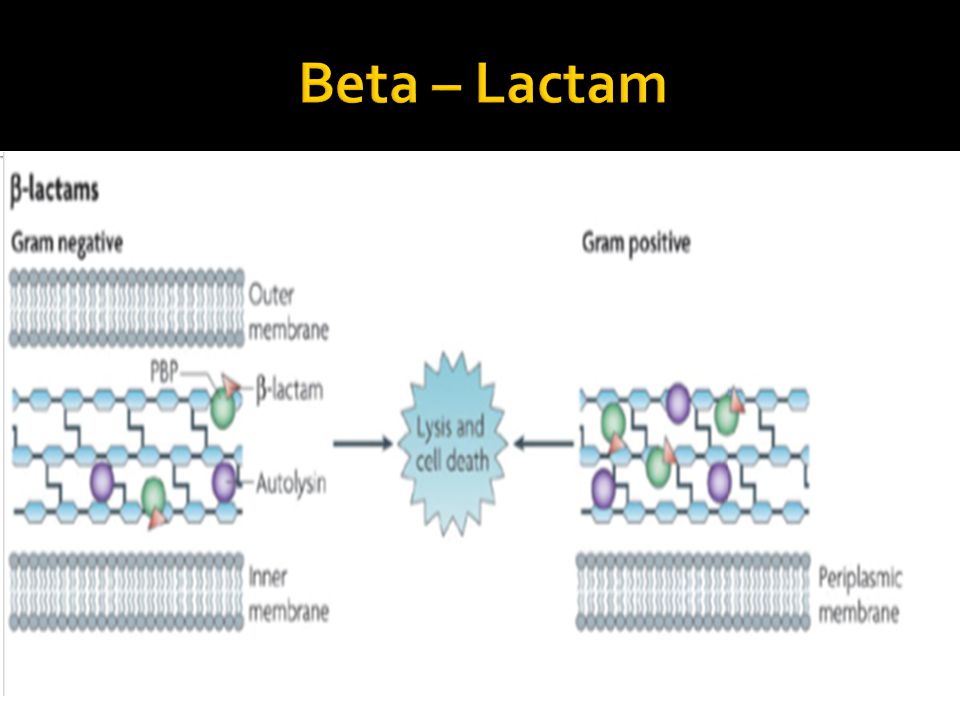 Beta – Lactam Disrupt the synthesis of peptidoglycan thereby inhibiting cell wall synthesis & damaging cell wall integrity.