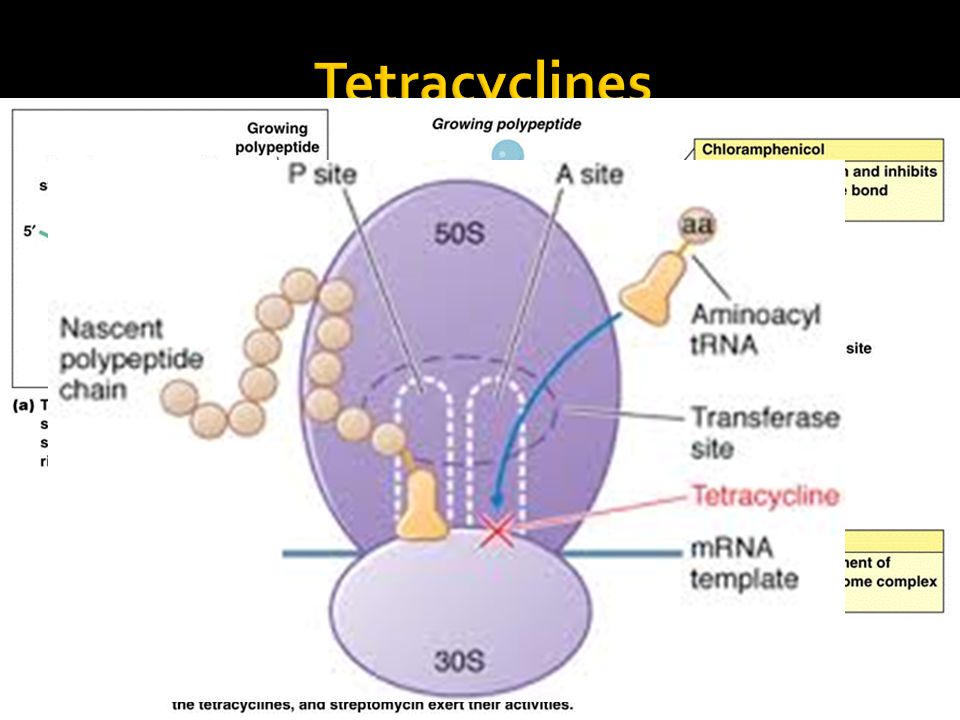 Tetracyclines Bind the 30s ribosomal subunit, blocking the attachment of tRNA, thereby inhibiting protein synthesis.