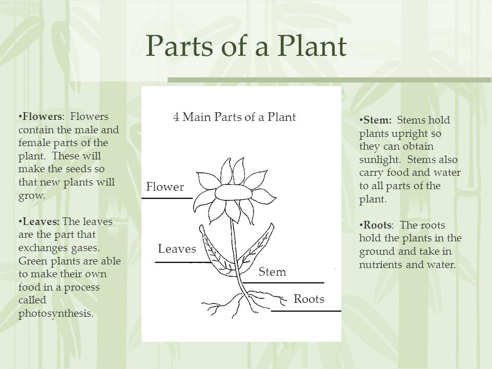 Parts of a Plant 4 Main Parts of a Plant Flower Leaves Stem Roots