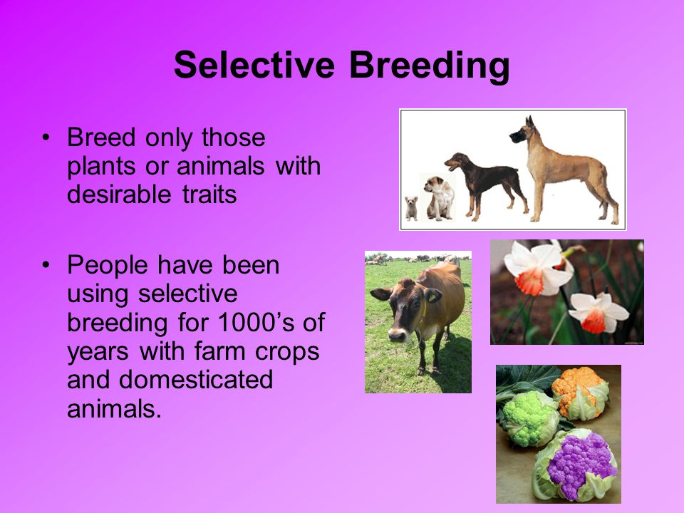 Selective Breeding Breed only those plants or animals with desirable traits.