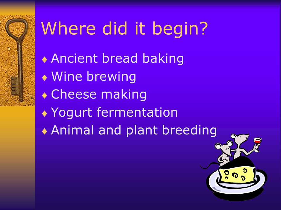 Where did it begin Ancient bread baking Wine brewing Cheese making