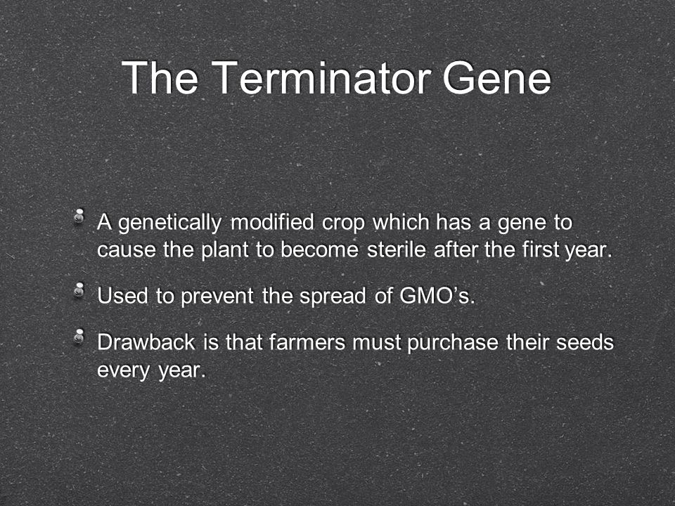 The Terminator Gene A genetically modified crop which has a gene to cause the plant to become sterile after the first year.