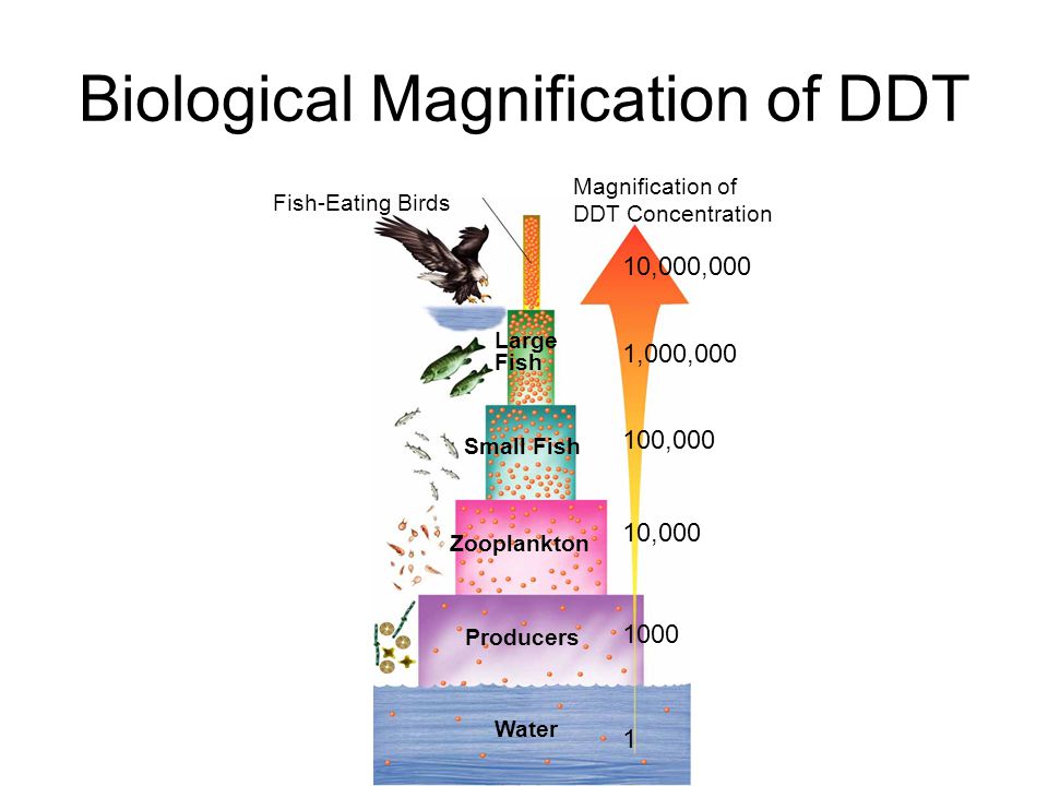 Biological Magnification of DDT