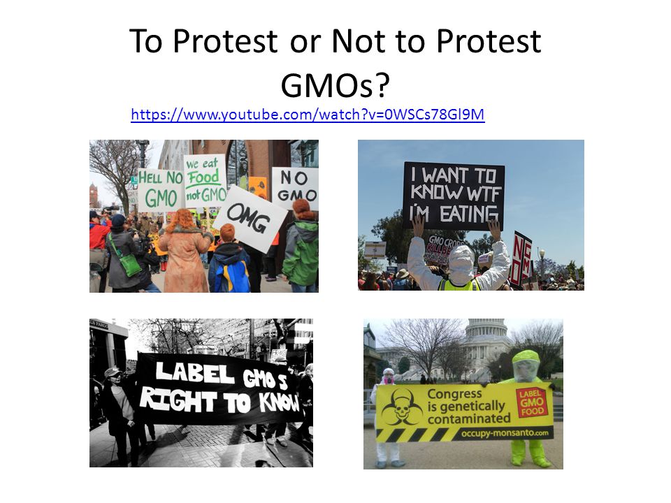 To Protest or Not to Protest GMOs