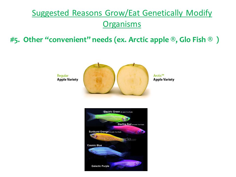 Suggested Reasons Grow/Eat Genetically Modify Organisms