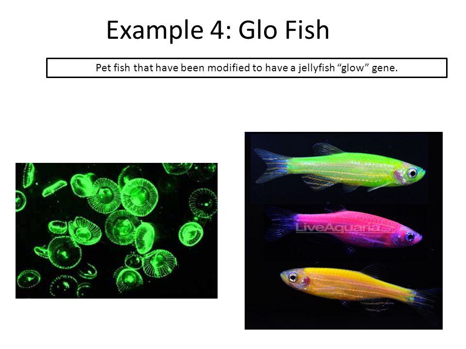 Pet fish that have been modified to have a jellyfish glow gene.