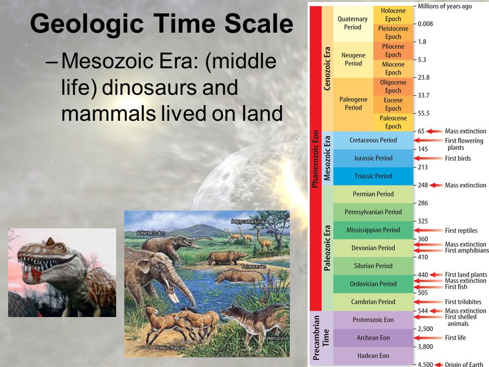 Geologic Time Scale Mesozoic Era: (middle life) dinosaurs and mammals lived on land