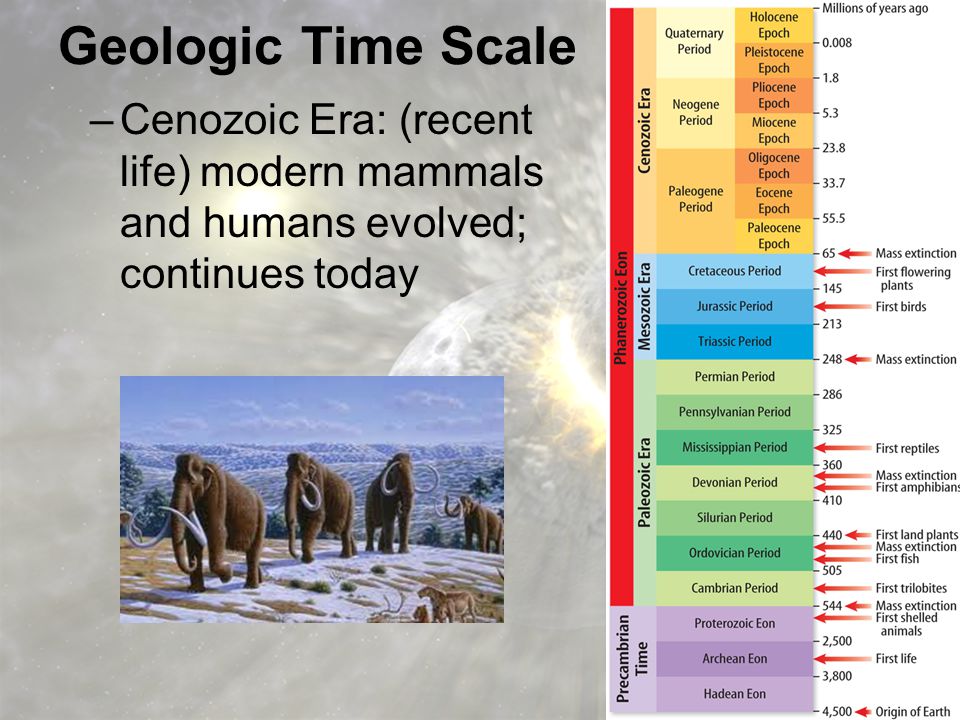 Geologic Time Scale Cenozoic Era: (recent life) modern mammals and humans evolved; continues today