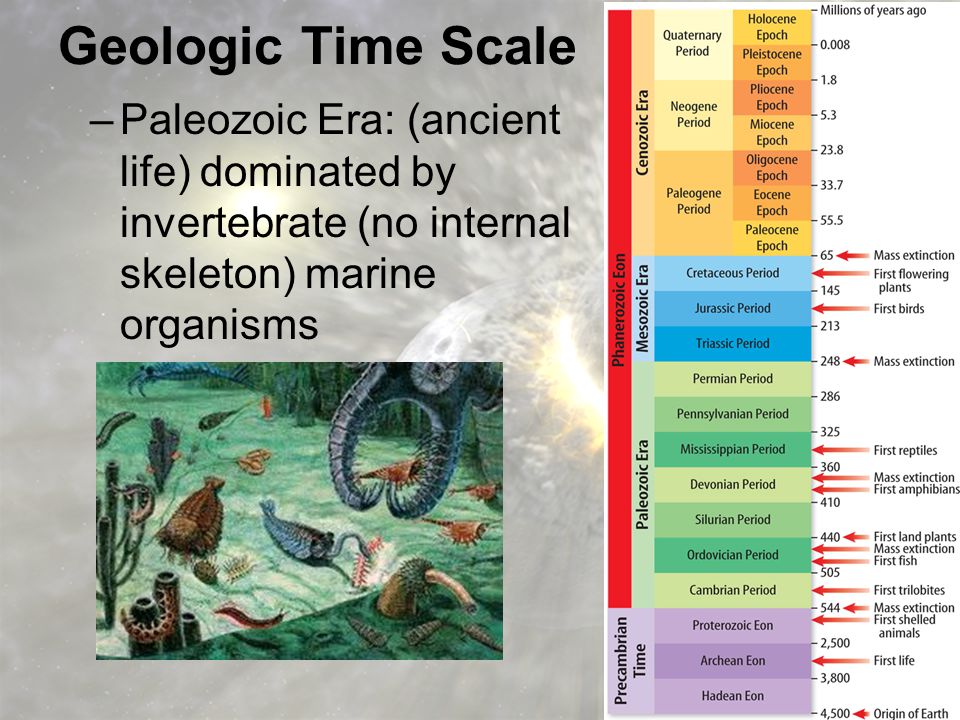 Geologic Time Scale Paleozoic Era: (ancient life) dominated by invertebrate (no internal skeleton) marine organisms.