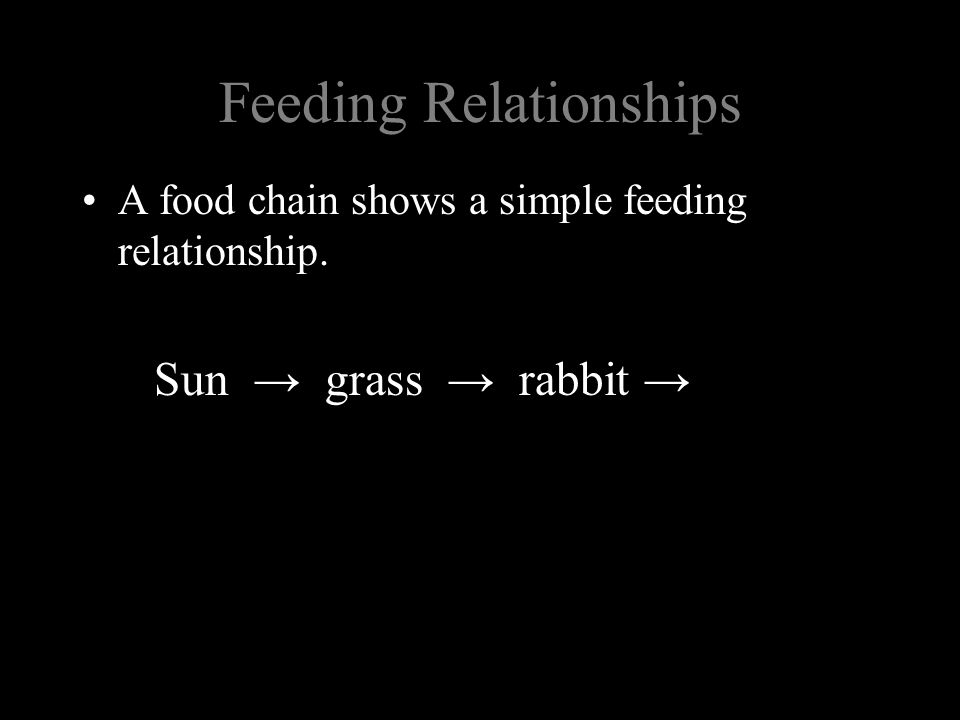 Feeding Relationships