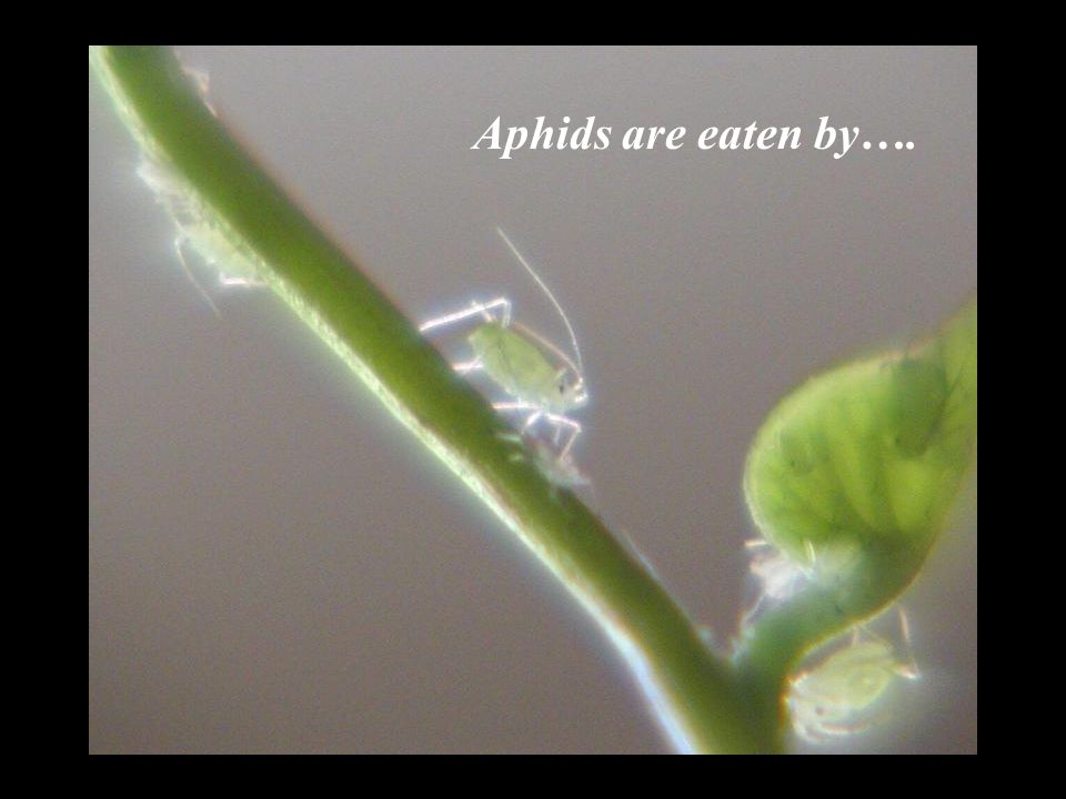 Aphids are eaten by….